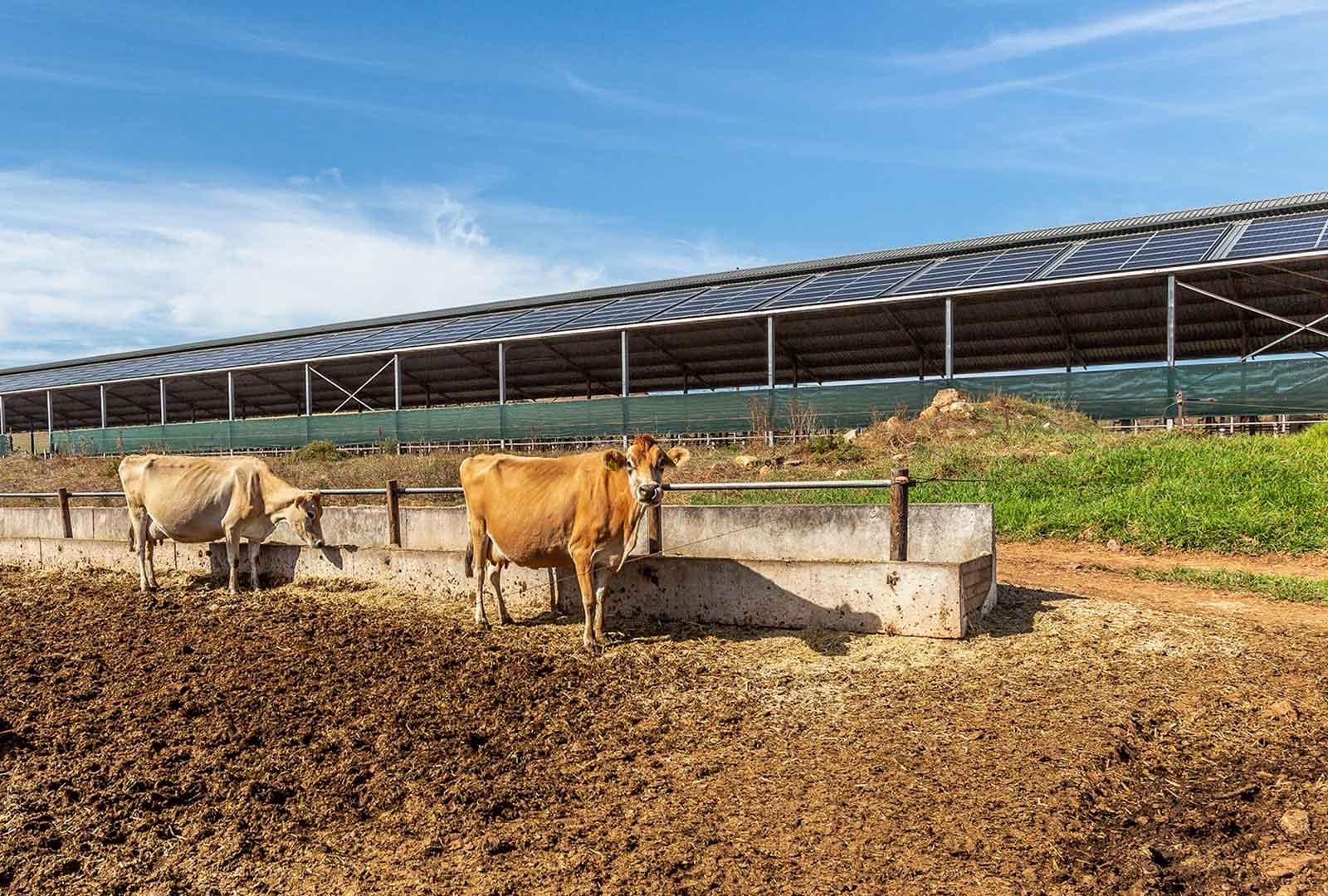 Cows with the backdrop of a 96kWp solar array installation Riversdale farm