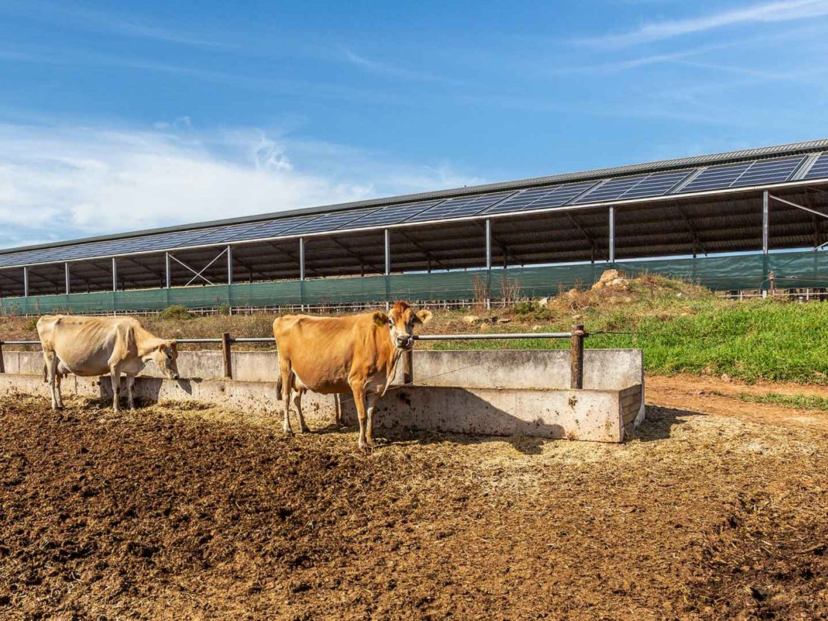 Image of a 96kWp solar array installation at a farm in Riversdale between Cape Town and George. The hybrid solar system was designed and installed by Specialized Solar Systems