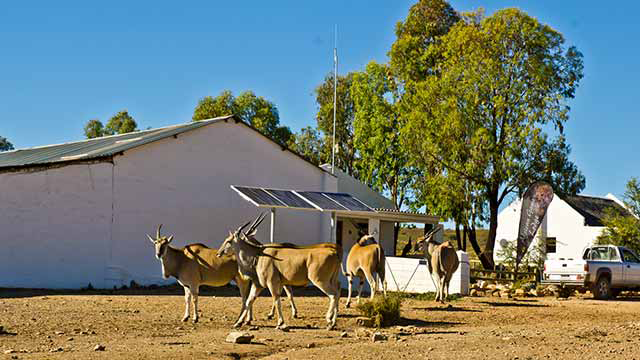 Off-grid solar power with ground mounted solar panels and Gemsbok in Montagu in the Western Cape